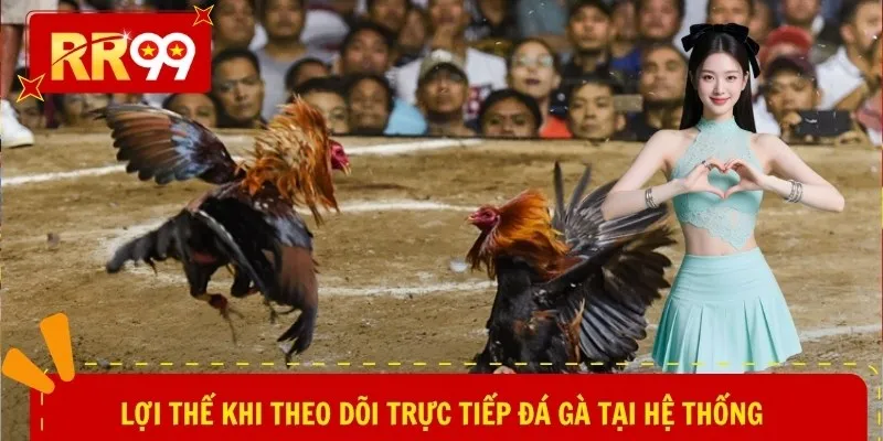 Lợi thế khi theo dõi trực tiếp đá gà tại hệ thống